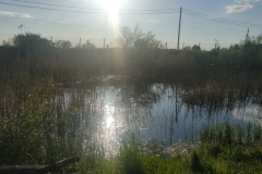 Ogrodowy staw  2023
